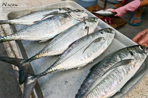 鐵甲魚價格 點穴暈倒